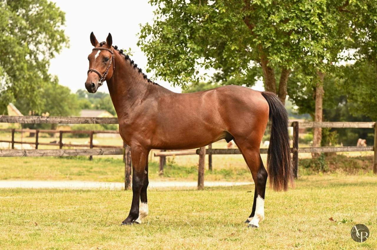 Ruin Franse rijpony PFS Te koop 2023 Donker bruin / bai