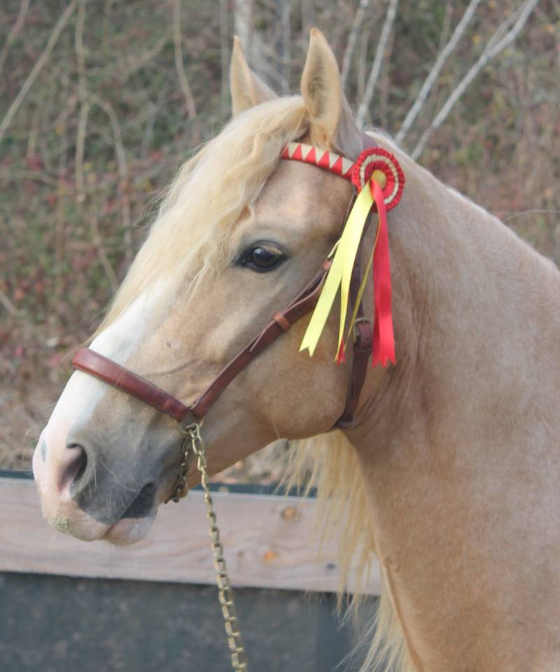 Orellana OG - PRE Puur Ras Spaans 2019 ,  JOVIAL BB