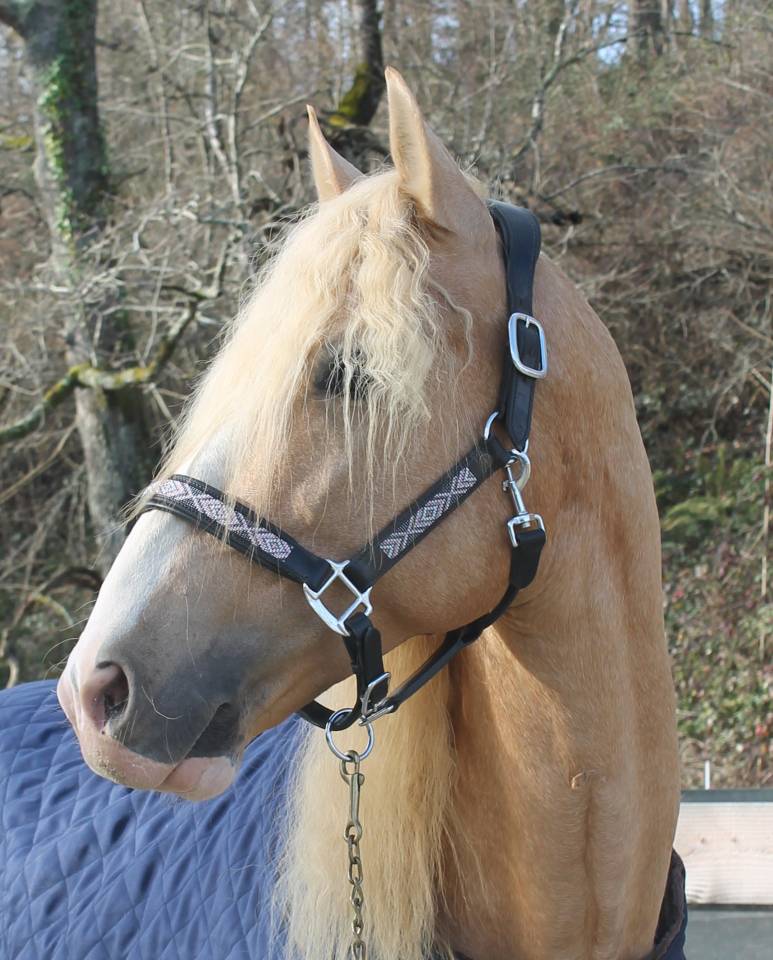 Orellana OG - PRE Puur Ras Spaans 2019 ,  JOVIAL BB