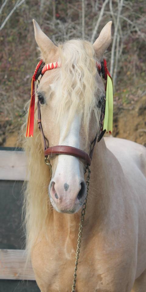 Orellana OG - PRE Puur Ras Spaans 2019 ,  JOVIAL BB