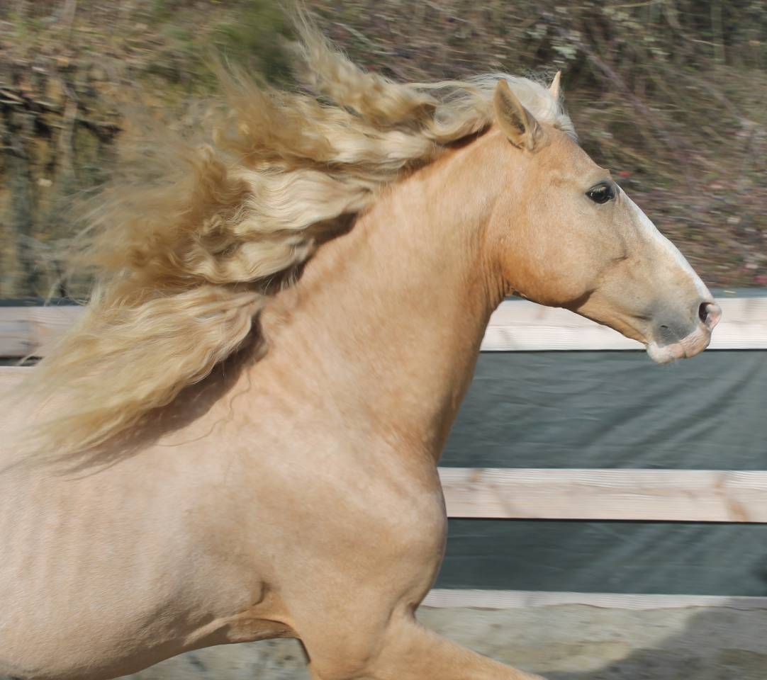 Orellana OG - PRE Puur Ras Spaans 2019 ,  JOVIAL BB