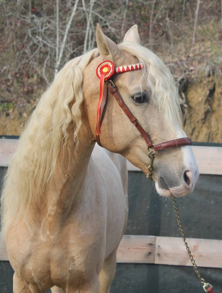 Orellana OG - PRE Puur Ras Spaans 2019 ,  JOVIAL BB