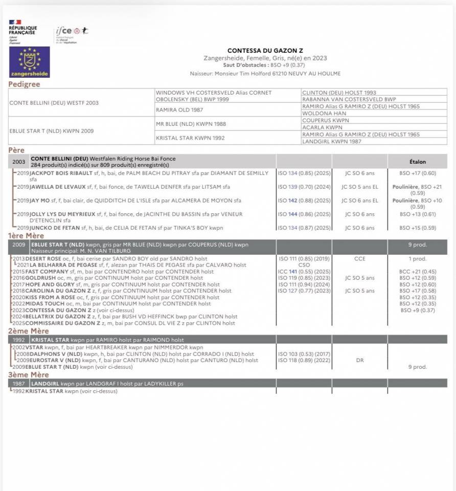 Merrie Zangersheide Te koop 2023 Schimmel ,  Conte Bellini