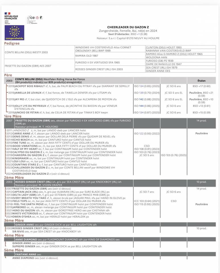Merrie Zangersheide Te koop 2024 Donker bruin / bai ,  Conte Bellini