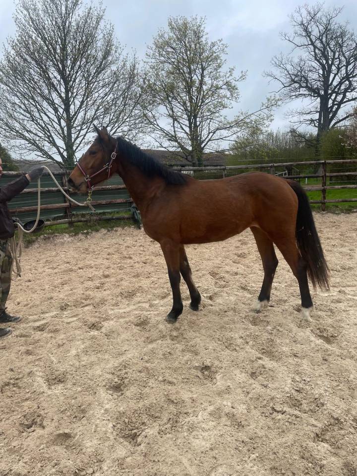 Merrie Zangersheide Te koop 2024 Donker bruin / bai ,  Conte Bellini