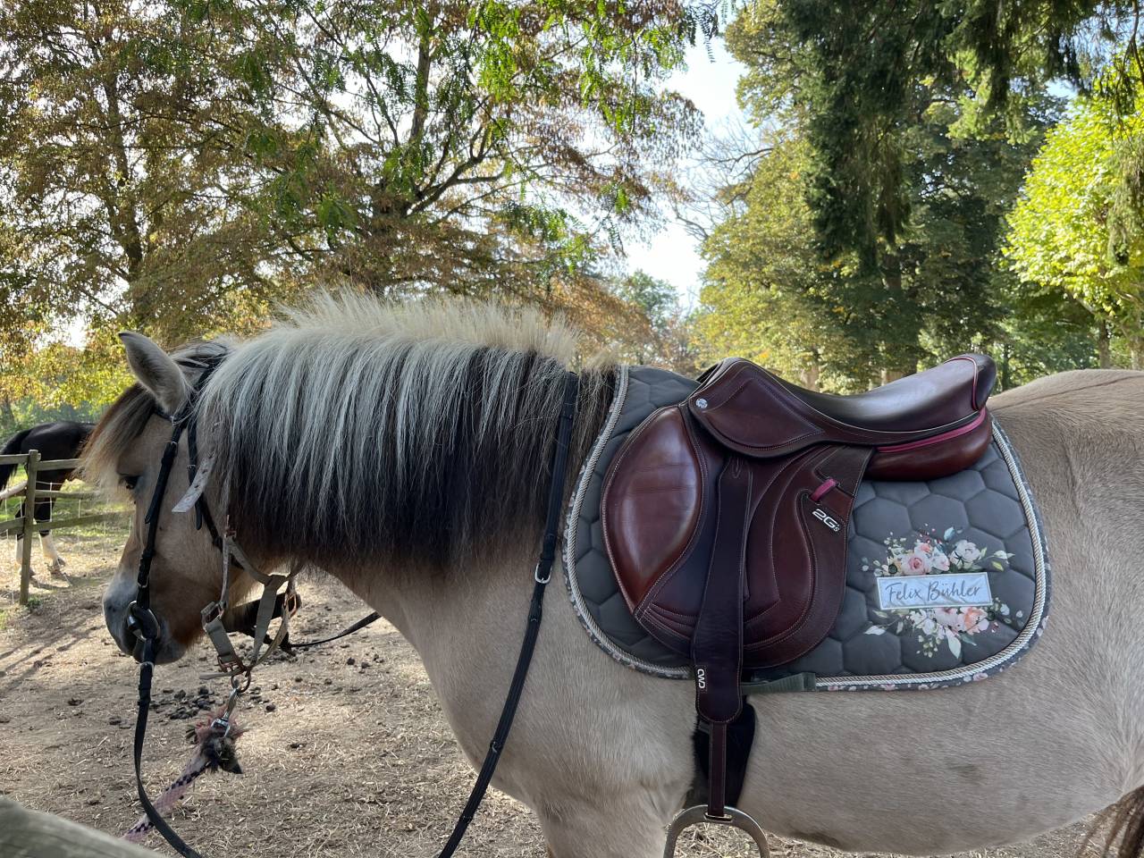 Merrie Fjord Half pension 2012 Isabel