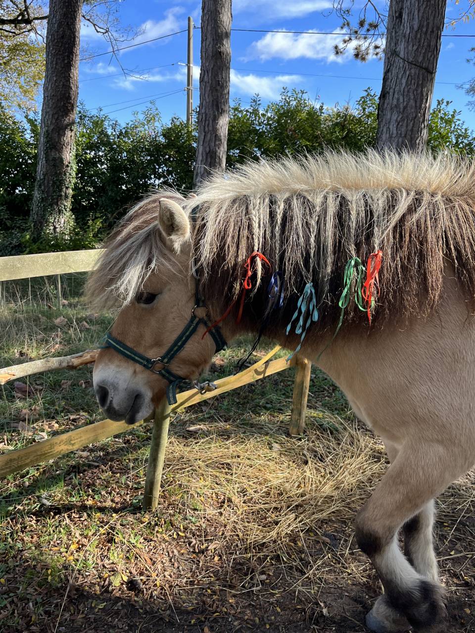 Merrie Fjord Half pension 2012 Isabel
