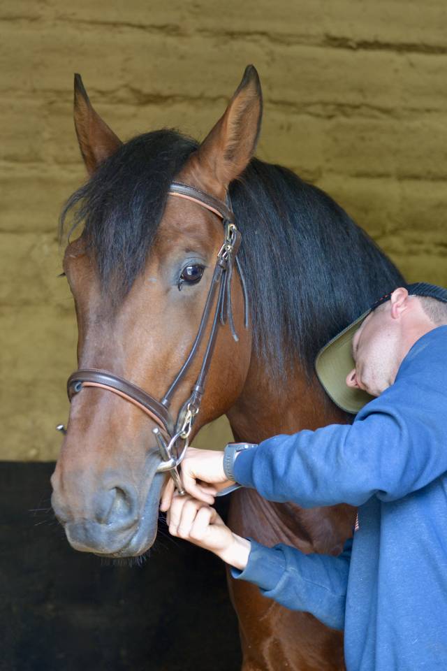 Ruin PRE Puur Ras Spaans Te koop 2021 Donker bruin / bai ,  Lucero