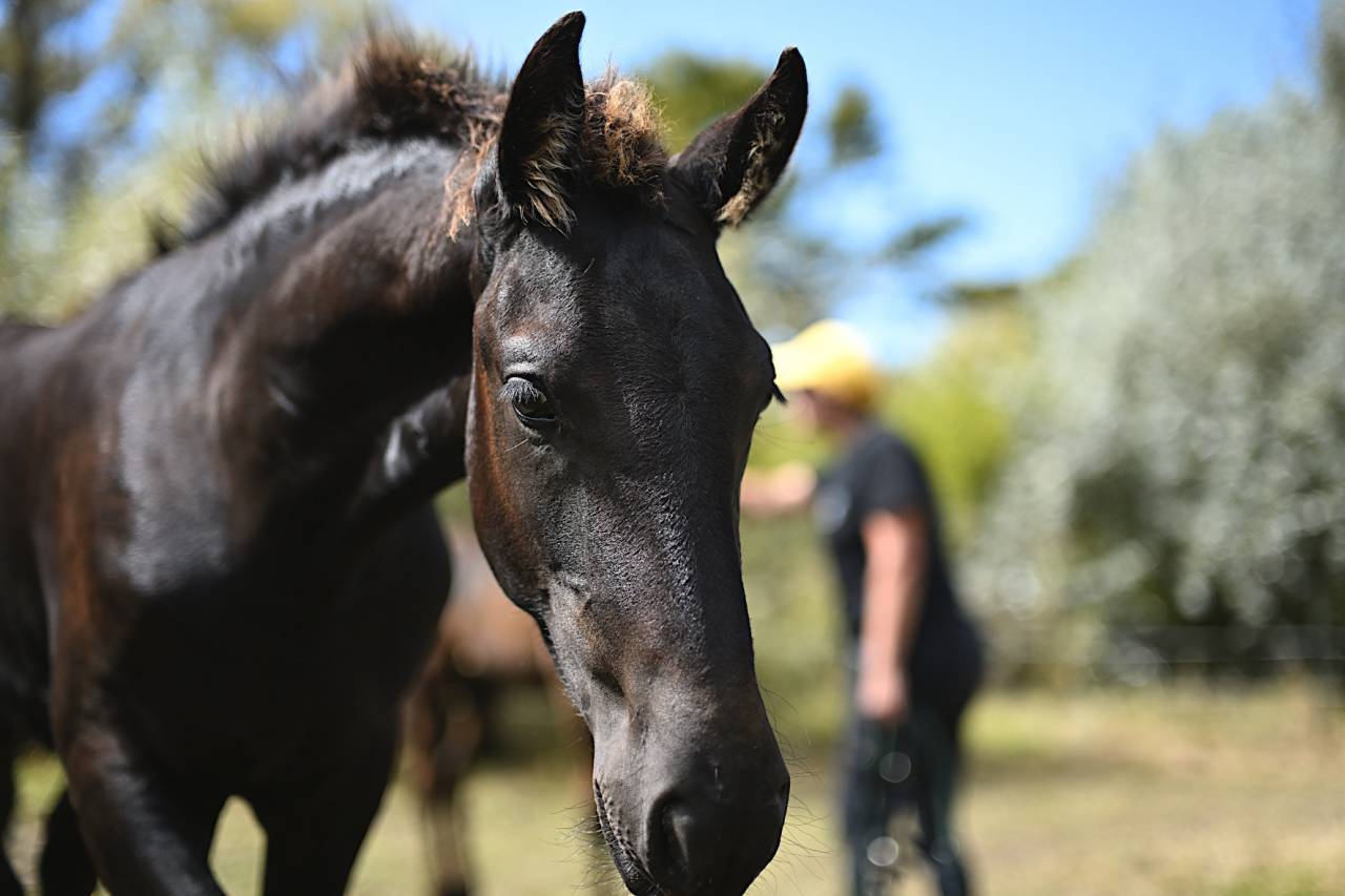 Hengst Fries Te koop 2025 Zwart ,  MAURUS 441