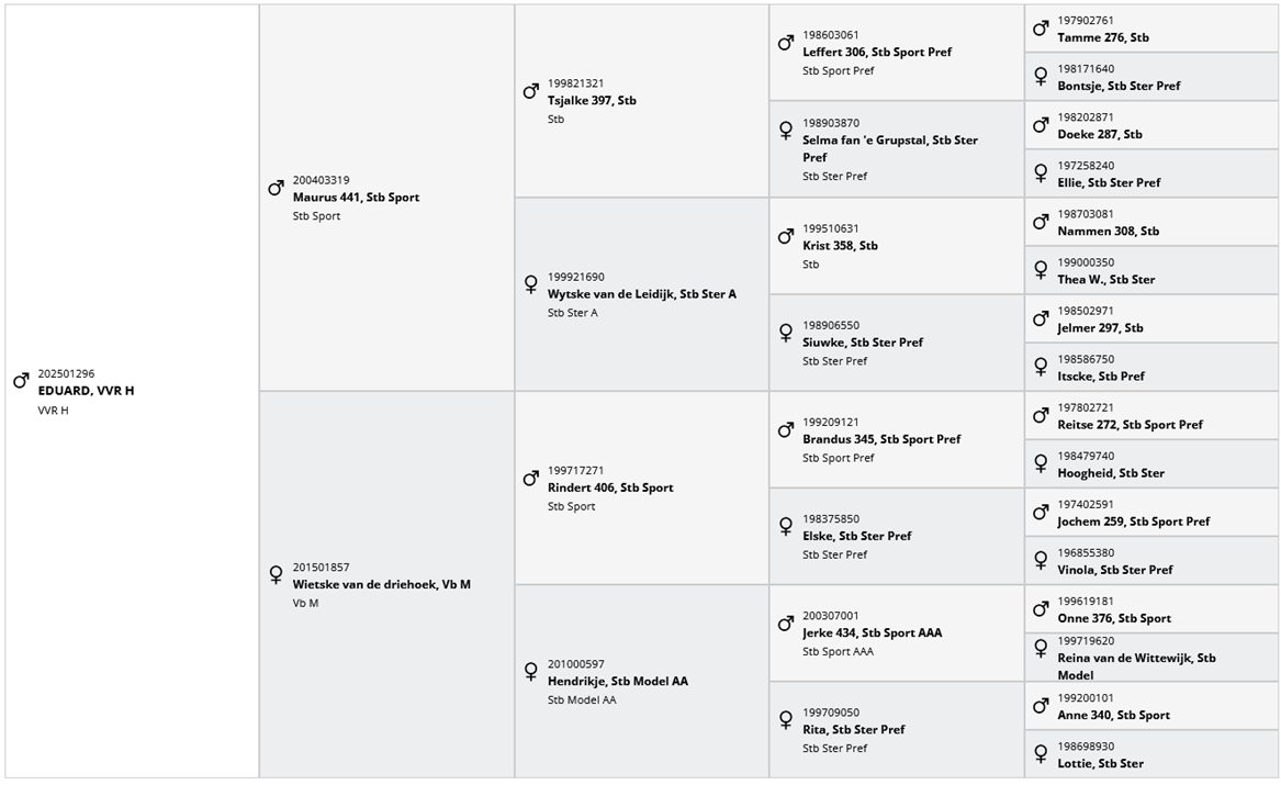 Hengst Fries Te koop 2025 Zwart ,  MAURUS 441