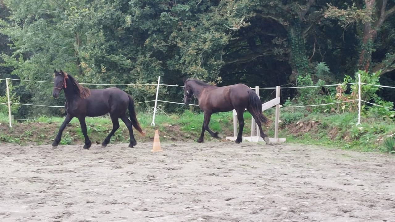 Hengst Fries Te koop 2025 Zwart ,  MAURUS 441