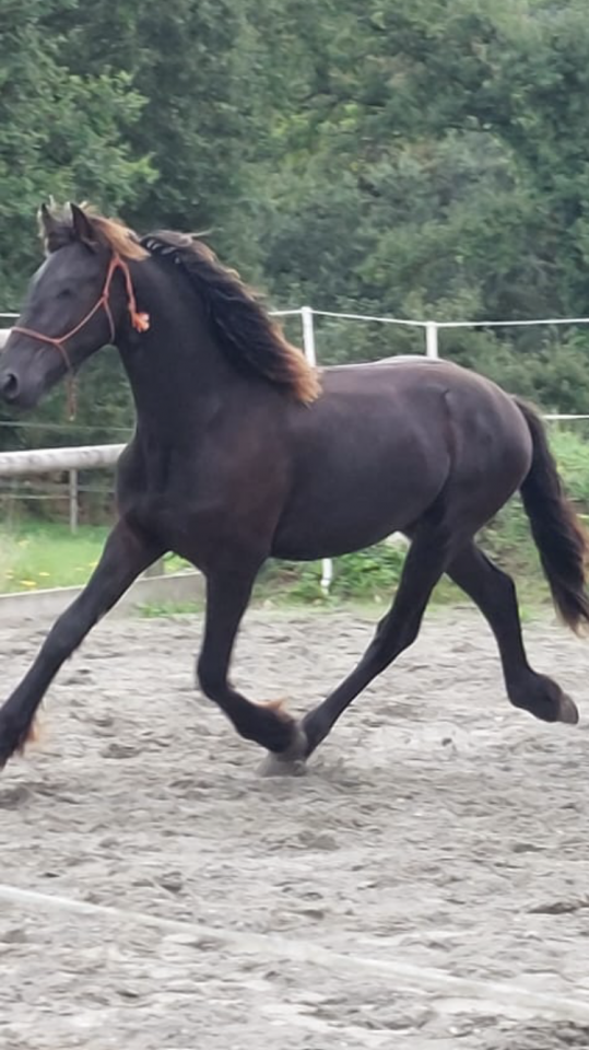 Hengst Fries Te koop 2025 Zwart ,  MAURUS 441