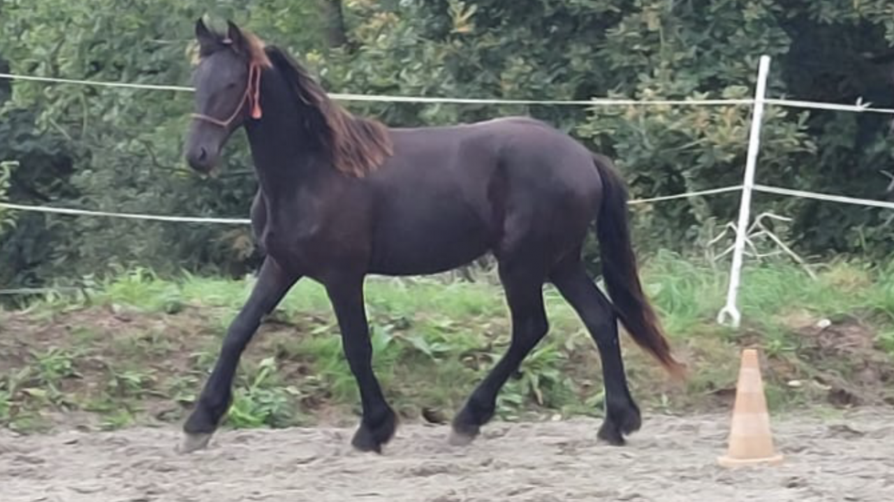 Hengst Fries Te koop 2025 Zwart ,  MAURUS 441