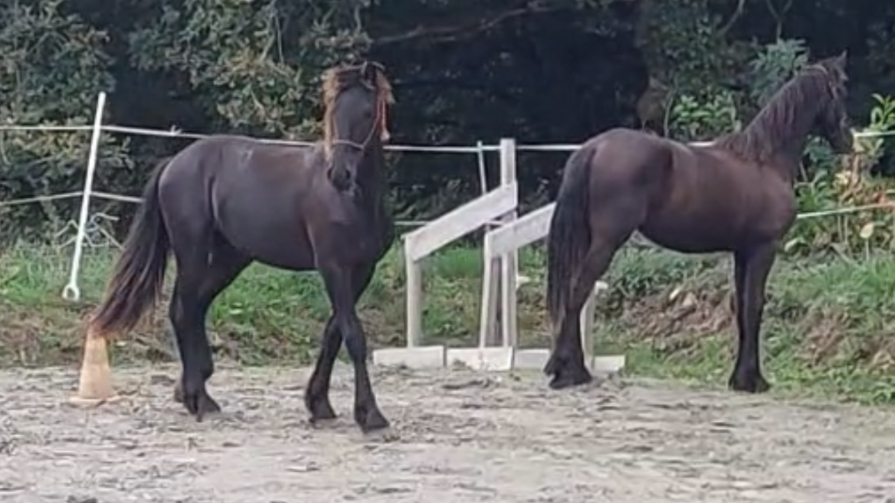 Hengst Fries Te koop 2025 Zwart ,  MAURUS 441