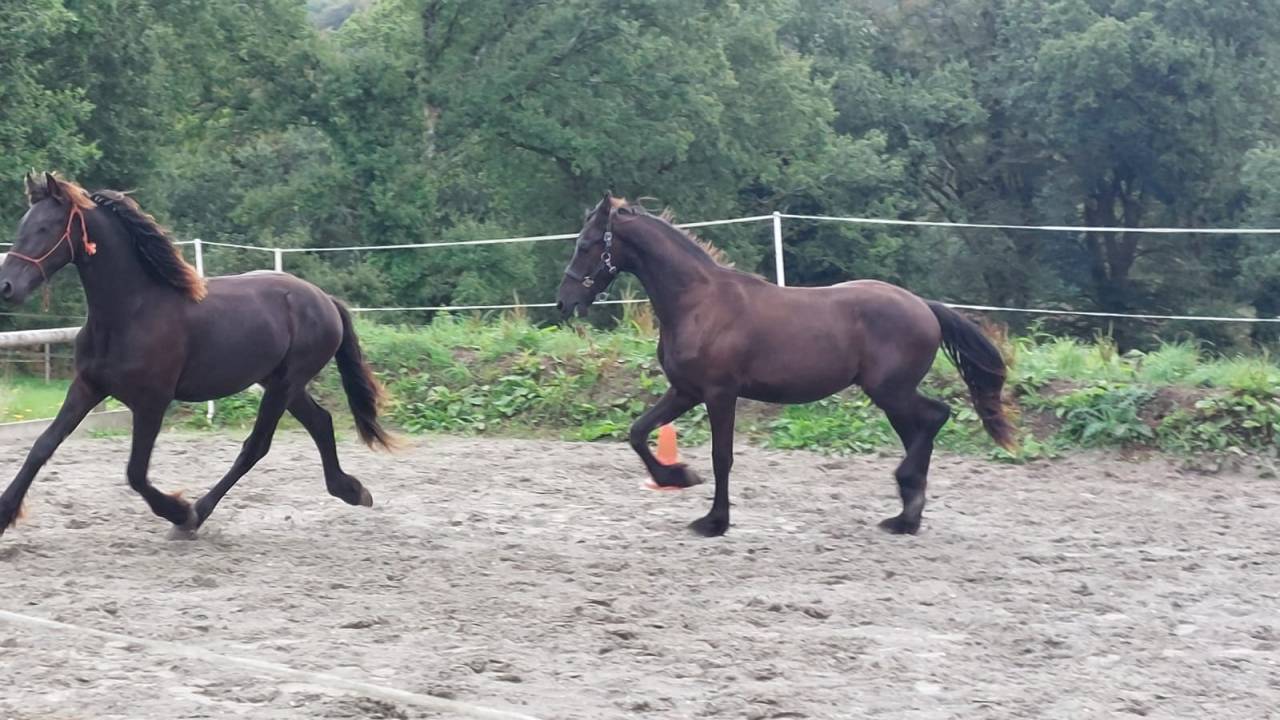 Hengst Fries Te koop 2025 Zwart ,  MAURUS 441