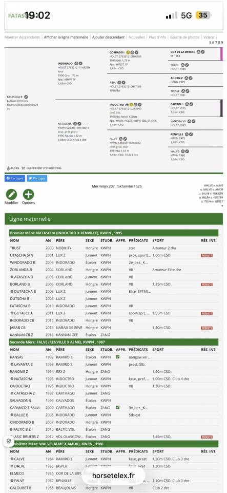 Merrie Zangersheide Te koop 2024 Vos