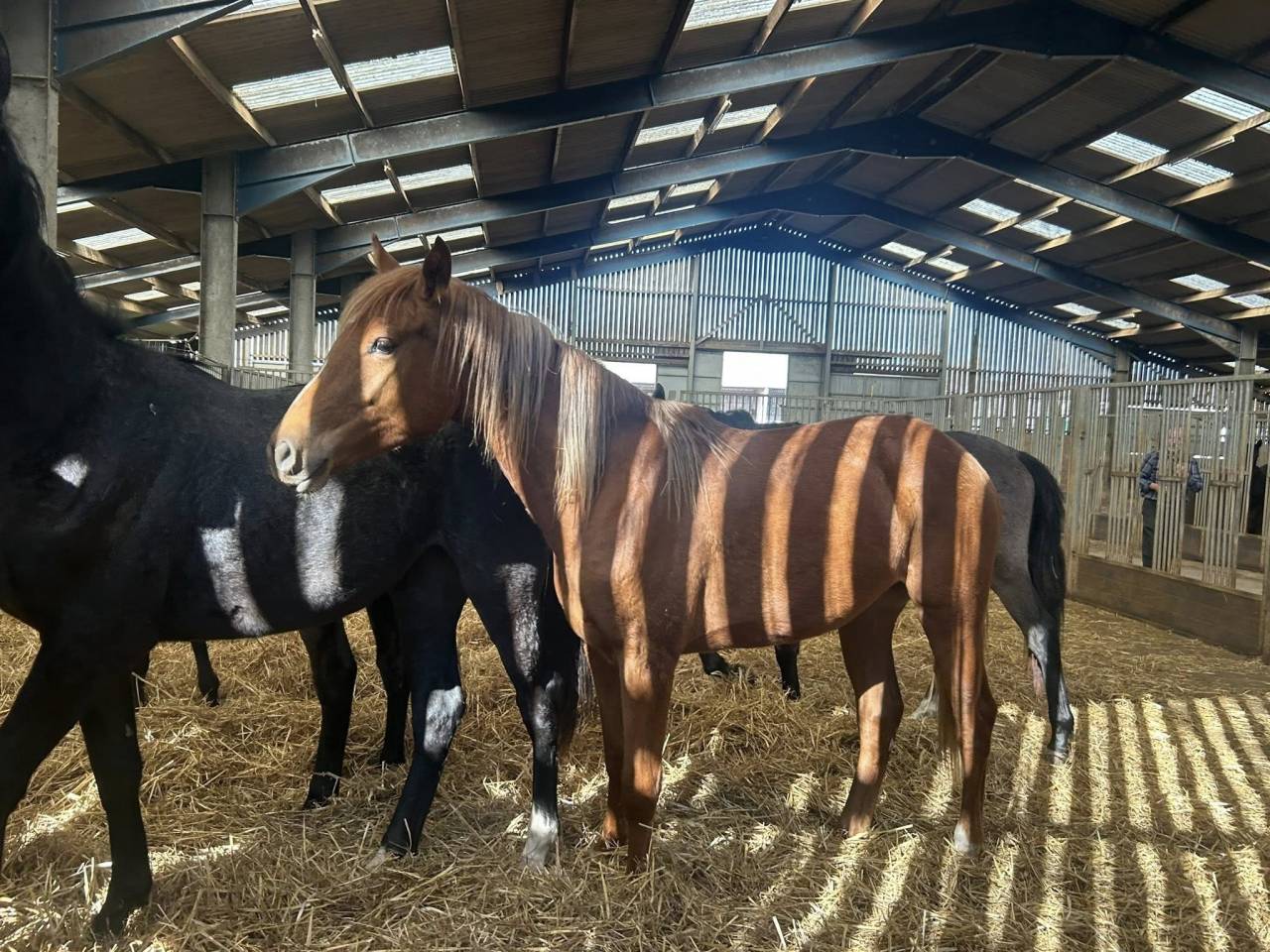 Merrie Zangersheide Te koop 2024 Vos