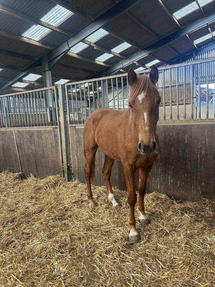 Merrie Zangersheide Te koop 2024 Vos