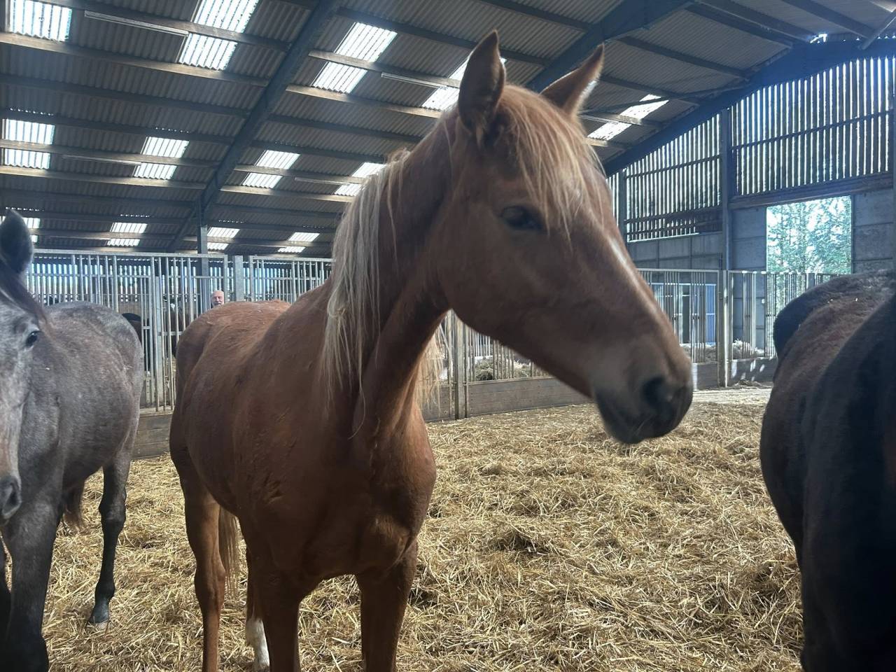 Merrie Zangersheide Te koop 2024 Vos