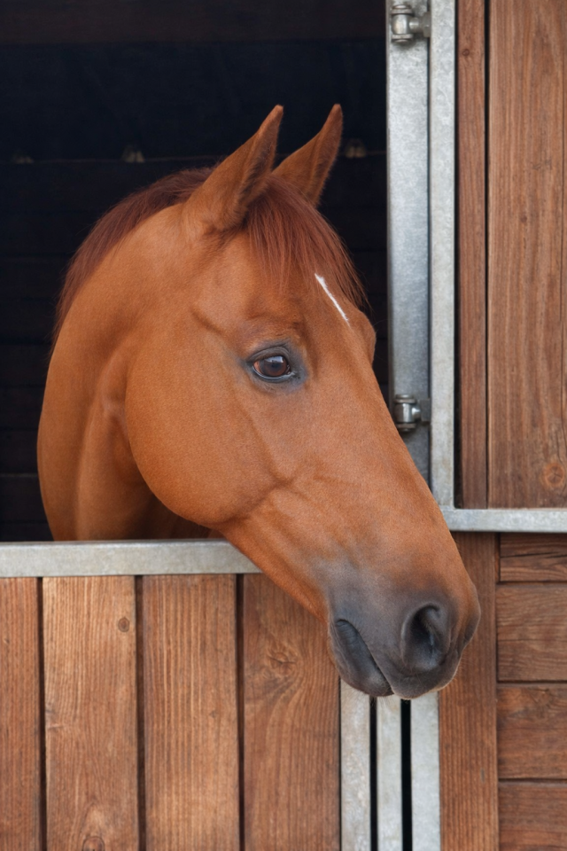 Ruin Zangersheide Te koop 2016 Vos