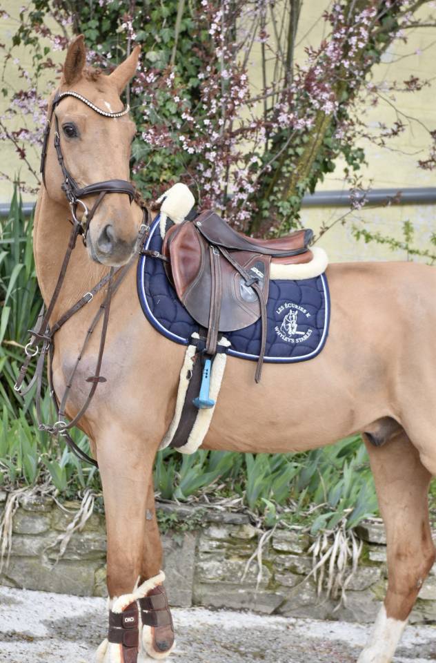 Ruin Zangersheide Te koop 2016 Vos