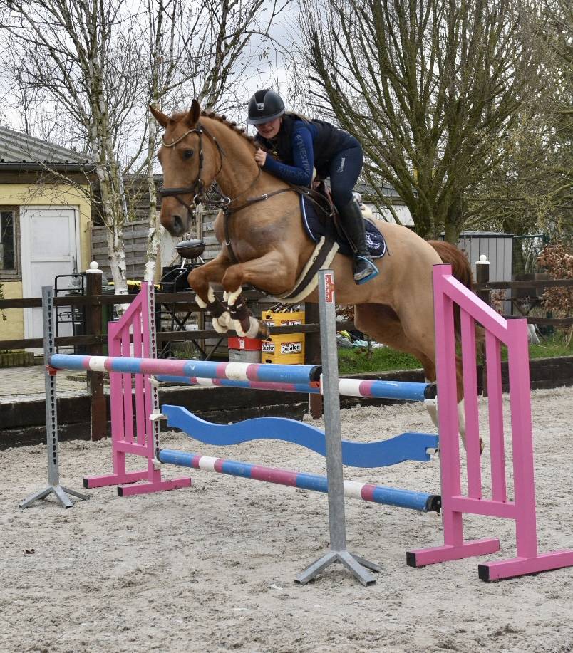 Ruin Zangersheide Te koop 2016 Vos