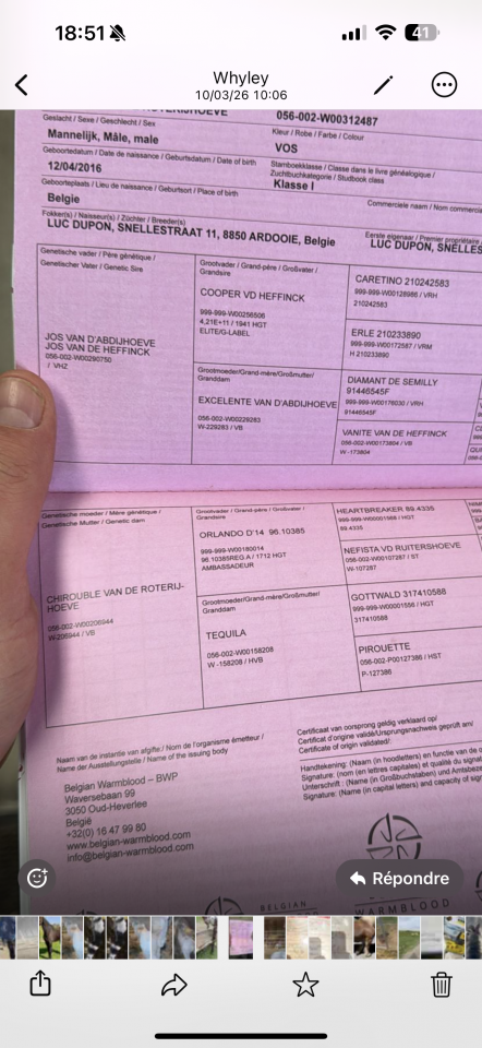 Ruin Zangersheide Te koop 2016 Vos