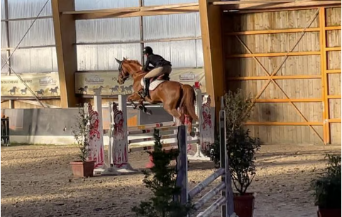 Merrie Selle Fran&ccedil;ais Te koop 2016 Vos