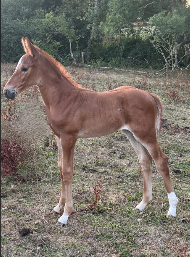 Merrie Selle Fran&ccedil;ais Te koop 2016 Vos