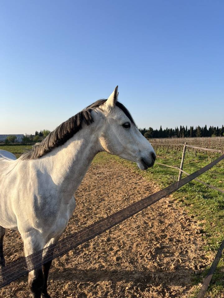 Ruin Connemara Te koop 2019 Schimmel