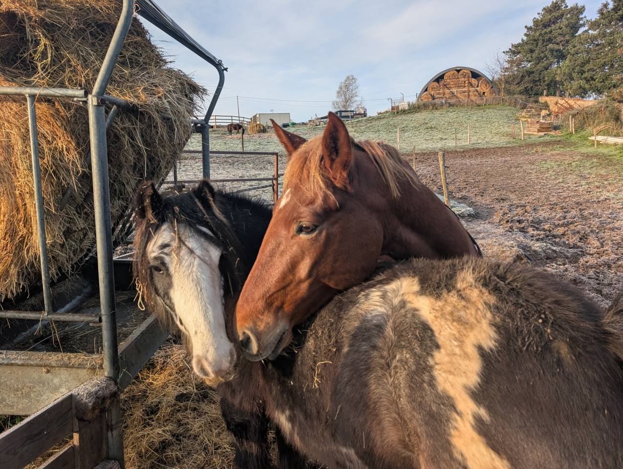 Ruin Bekend ras Te koop 2020 Vos