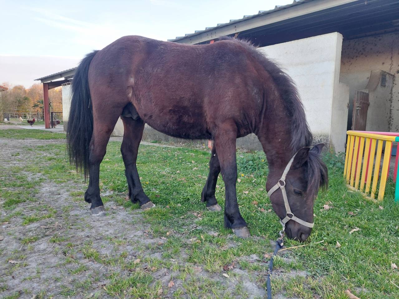 Hengst Pottok Te koop 2024 Zwart ,  IKATZ UNHAIKOA