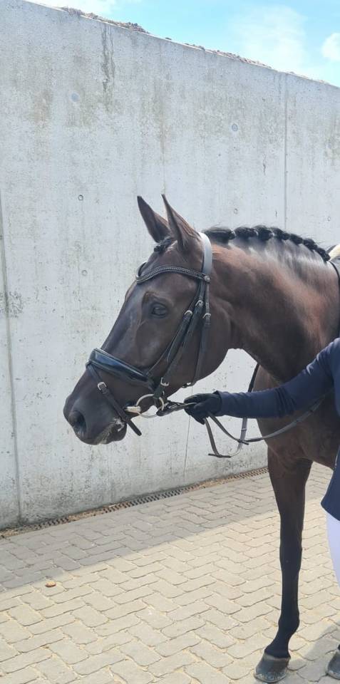 Brave dressuurruin van All at Once met wedstrijdervarin