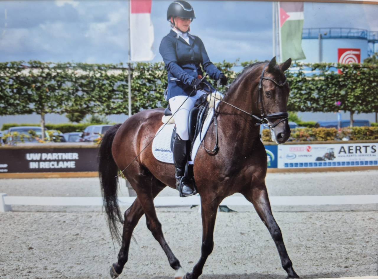 Brave dressuurruin van All at Once met wedstrijdervarin