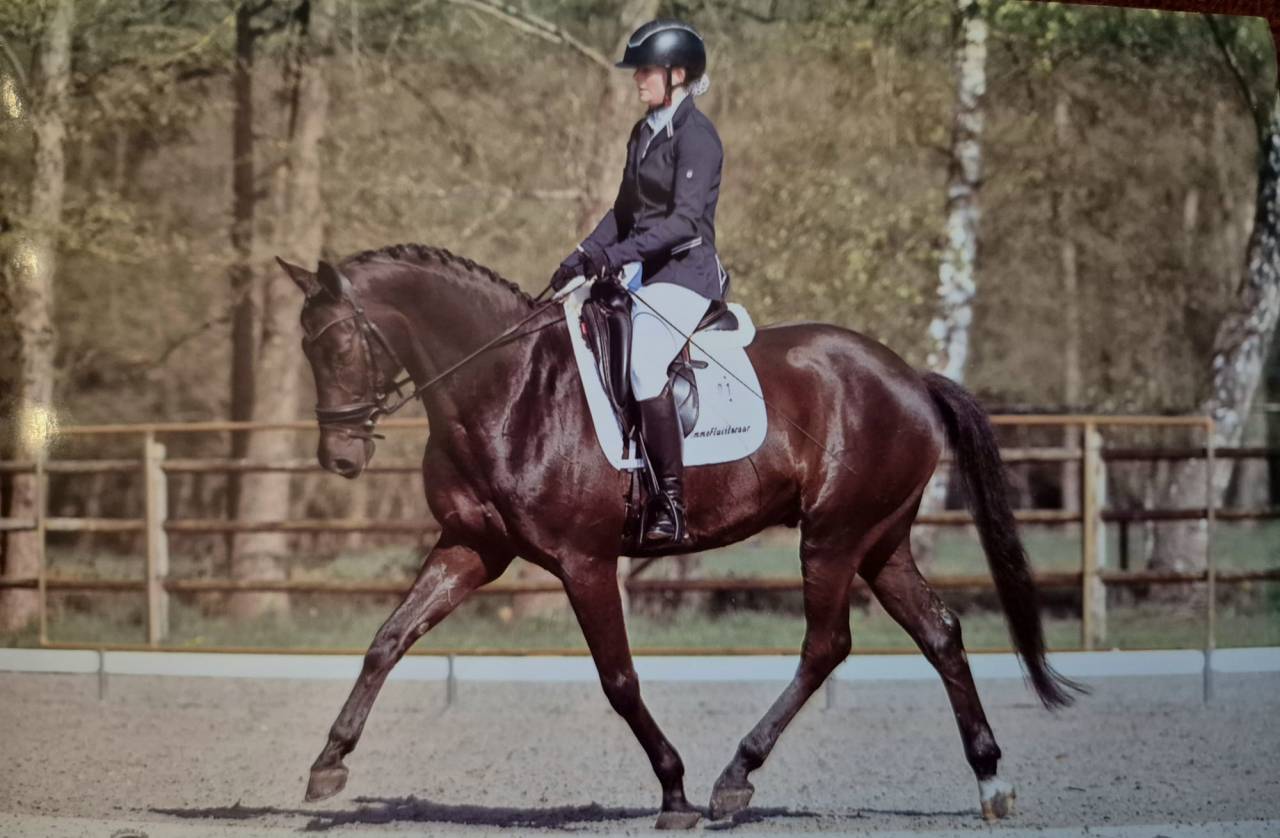 Brave dressuurruin van All at Once met wedstrijdervarin