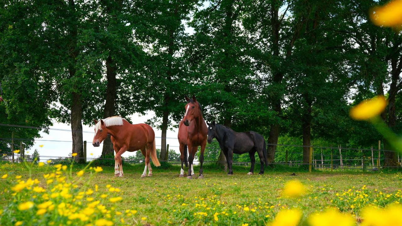 Hippisch vastgoed Koop Loire-Atlantique