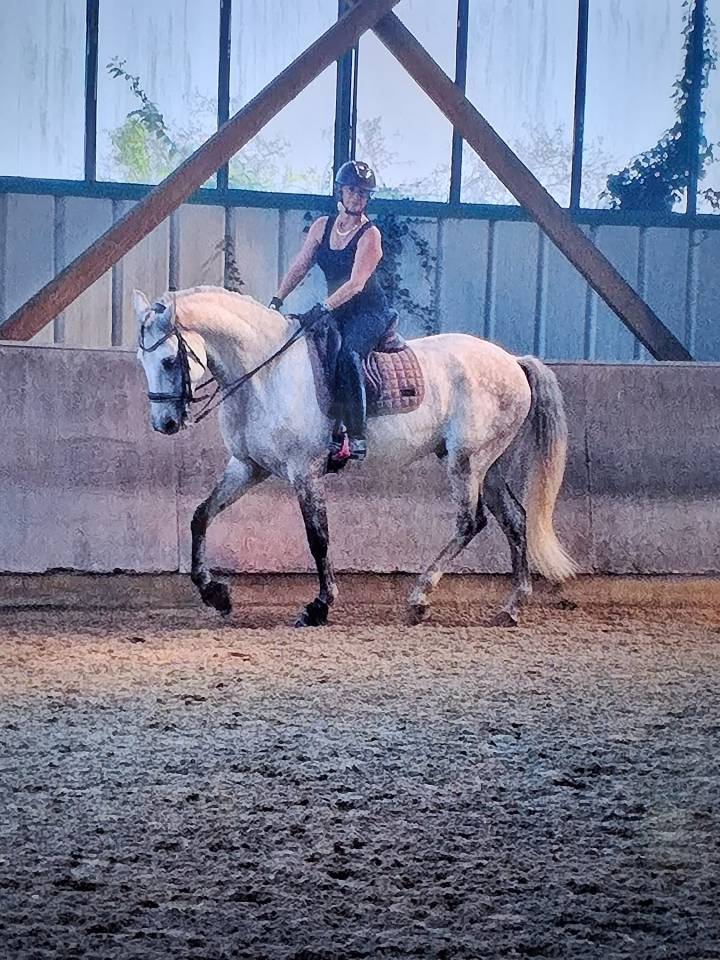 Ruin Lusitano Te koop 2015 Wit ,  CANTOR JME PT