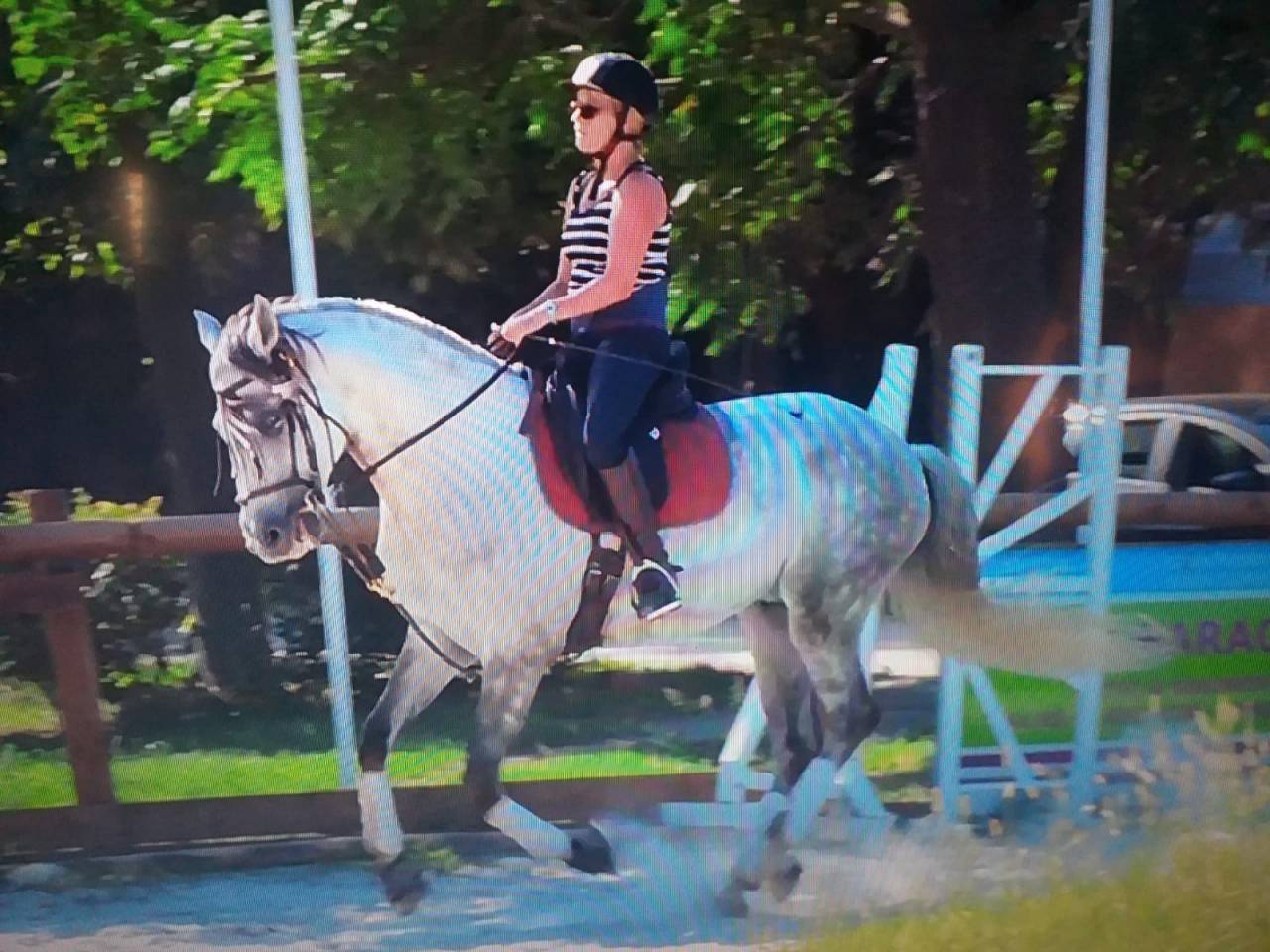 Ruin Lusitano Te koop 2015 Wit ,  CANTOR JME PT