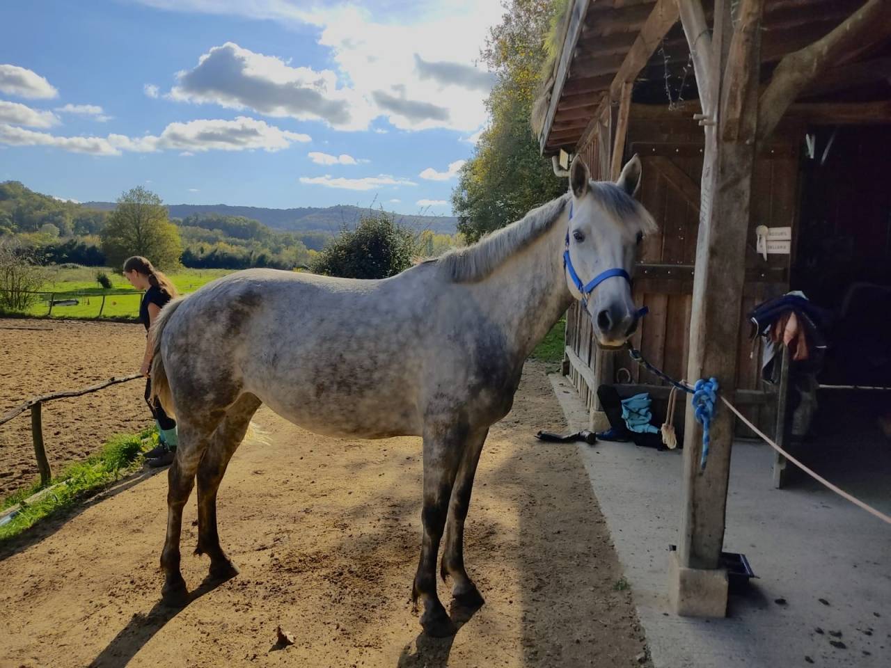 Merrie Franse rijpony PFS Te koop 2018 Schimmel