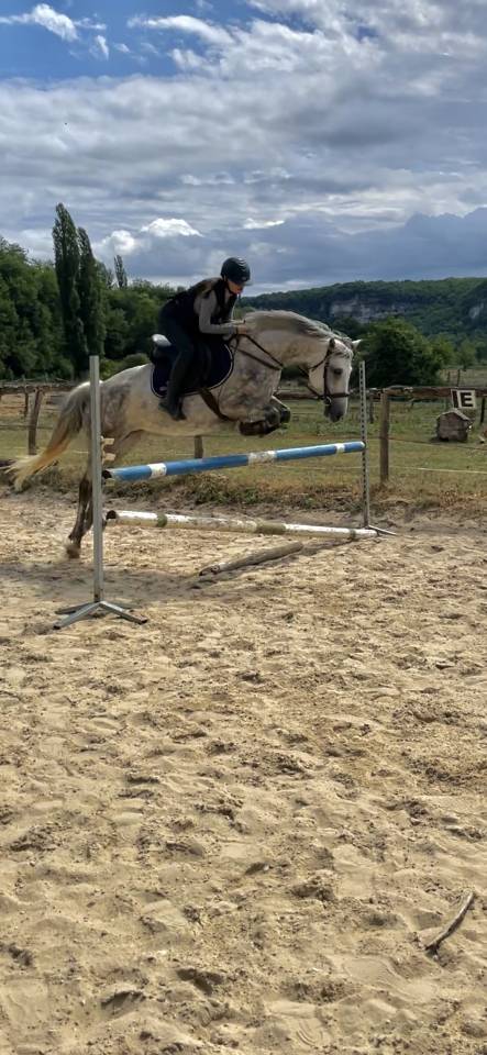 Merrie Franse rijpony PFS Te koop 2018 Schimmel