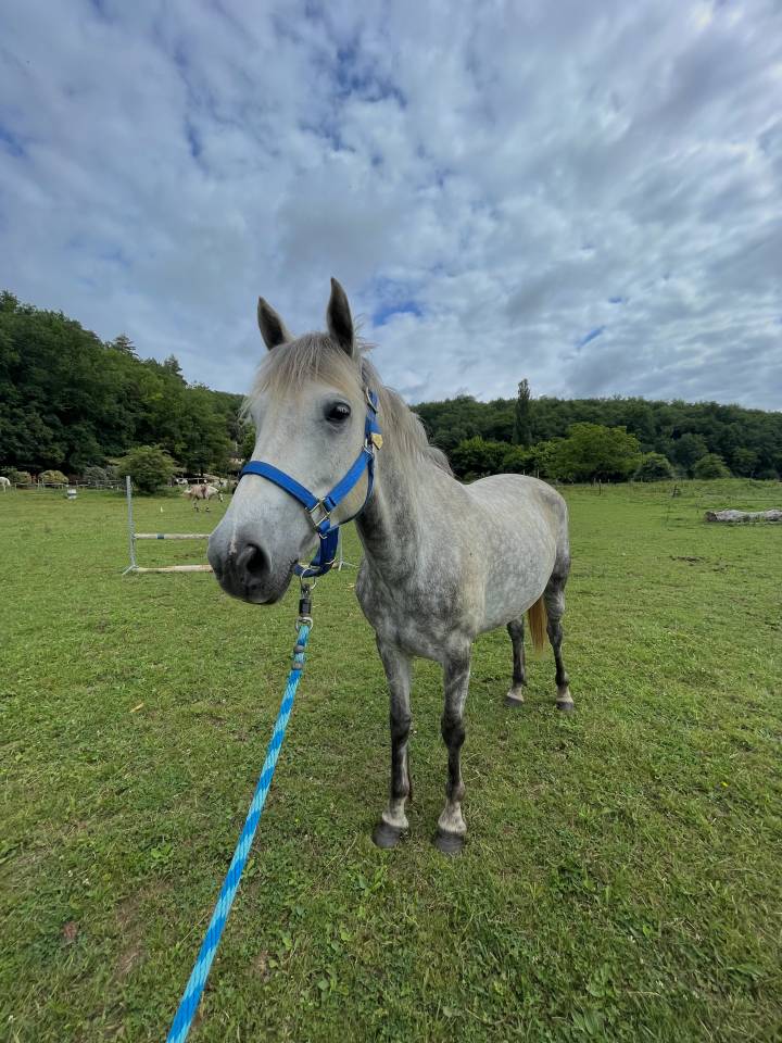 Merrie Franse rijpony PFS Te koop 2018 Schimmel