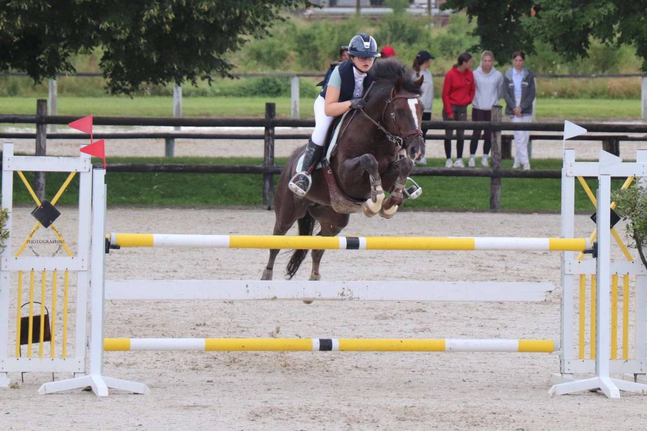 Hengst Franse rijpony PFS Te koop 2012 Koffie vos ,  LINARO SL