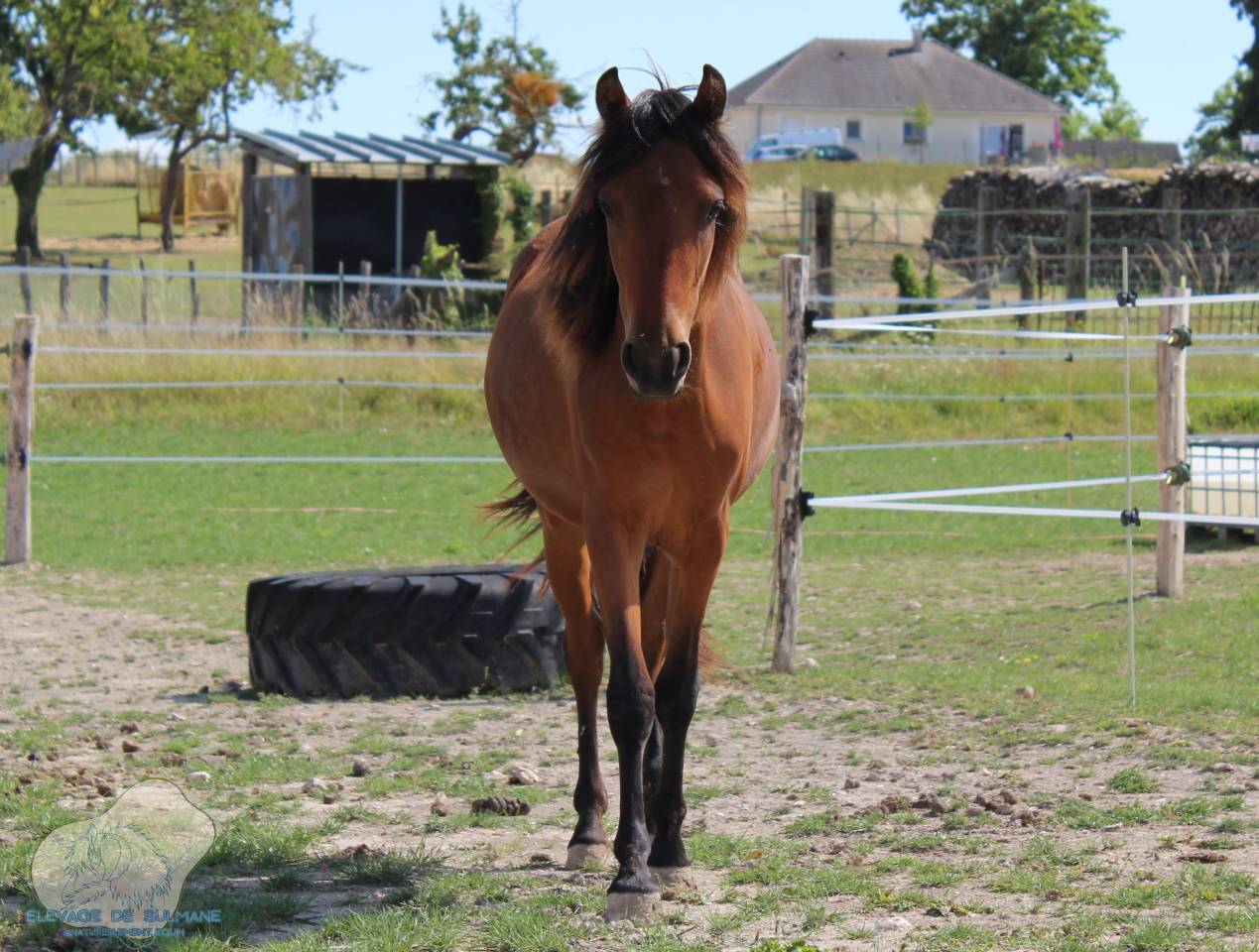 Veulen (vr) Franse rijpony PFS Te koop 2024 Donker bruin / bai ,  Joke Funny des Belots (PFS)