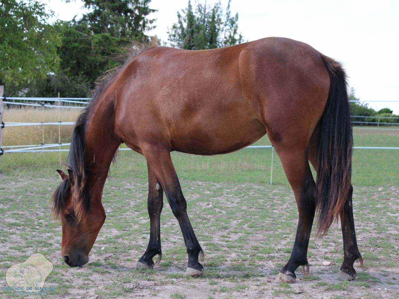 Veulen (vr) Franse rijpony PFS Te koop 2024 Donker bruin / bai ,  Joke Funny des Belots (PFS)