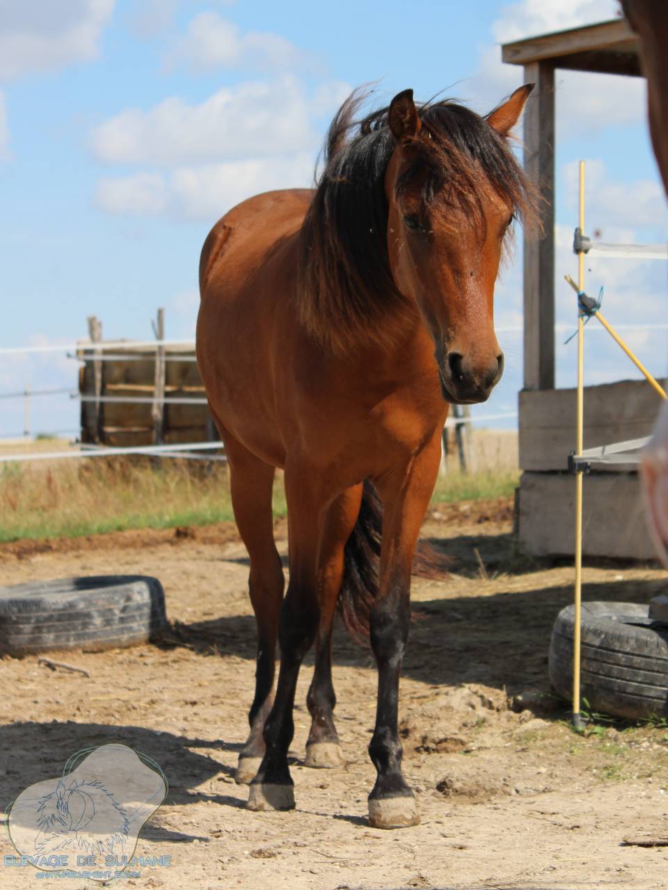 Veulen (vr) Franse rijpony PFS Te koop 2024 Donker bruin / bai ,  Joke Funny des Belots (PFS)