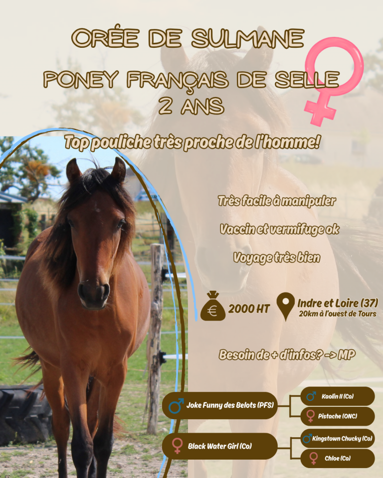 Veulen (vr) Franse rijpony PFS Te koop 2024 Donker bruin / bai ,  Joke Funny des Belots (PFS)