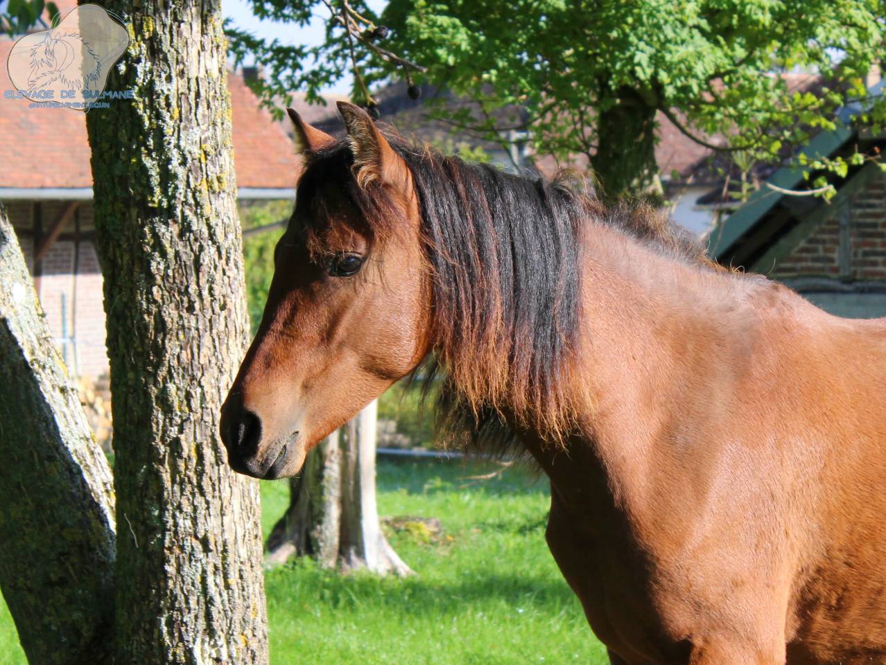 Veulen (vr) Franse rijpony PFS Te koop 2024 Donker bruin / bai ,  Joke Funny des Belots (PFS)