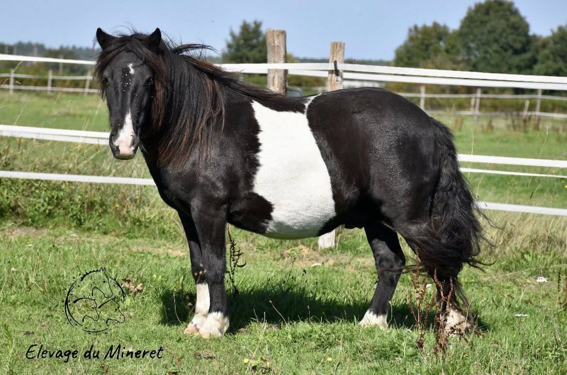 Ruin Shetland Te koop 2022 Bont ,  Igloo dela Merletiere