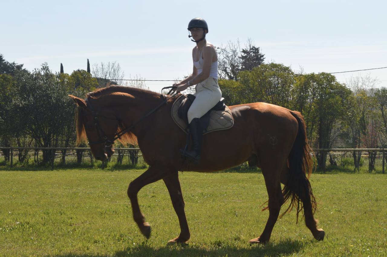 Hengst PRE Puur Ras Spaans Te koop 2021 Vos ,  Maximo Onix (Palomino &mdash; 2017)