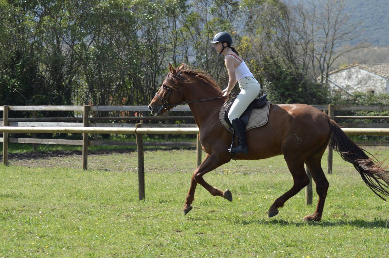 Hengst PRE Puur Ras Spaans Te koop 2021 Vos ,  Maximo Onix (Palomino &mdash; 2017)